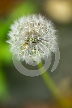 Dandelion seeds close up on natural blurred background. White fluffy dandelions, natural green blurred spring background.