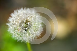 Dandelion seeds close up on natural blurred background. White fluffy dandelions, natural green blurred spring background.