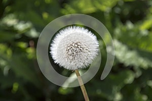 Dandelion seeds