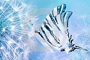 Dandelion seeds closeup blowing and butterfly on light blue background. Greeting card template. Soft toned. Copy space. Spring nat