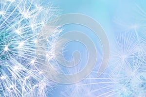 Dandelion seeds closeup blowing on light blue background. Greeting card template. Soft toned. Copy space. Spring nature