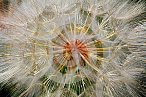 Dandelion Seeds photo