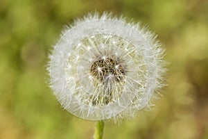 Dandelion seeds detail