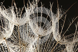 Dandelion seeds with dew drops