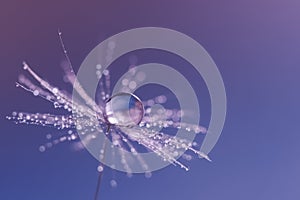 Dandelion seeds with a drop of dew. Beautiful dandelion macro on a blue background. Selective focus