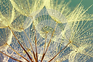 Dandelion Seeds in the drops of dew