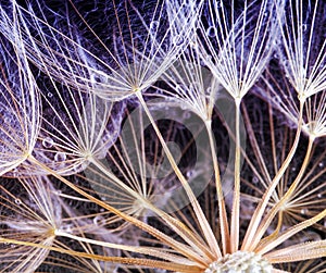 Dandelion Seeds in the drops of dew on background