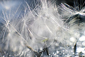 Dandelion seeds with drops of water