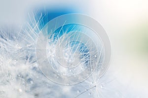 Dandelion seeds with drops of water on a blue background