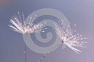 Dandelion seeds with drops of water or dew on a gentle background. A beautiful artistic image. Selective focus. Macro.