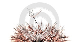 Dandelion seeds in drops of water on white