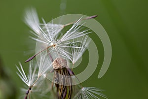 Dandelion seeds with few dew drops