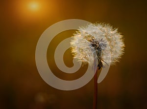 Dandelion seeds on the field