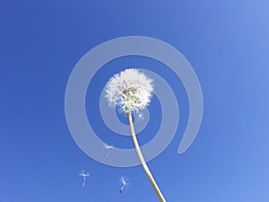 Dandelion seeds floating on blue sky -- Wishes