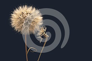 Dandelion seeds flower on a dark blue background