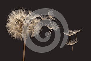 Dandelion seeds fly away from the flower in wind