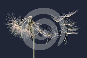 Dandelion seeds fly away from the flower in wind