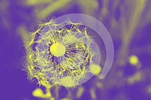 Dandelion seeds fly away yellow and purple