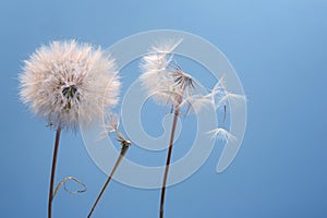 Dandelion seeds fly from a flower on a colored background. botany and flowering reproduction