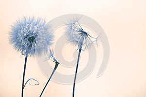 Dandelion seeds fly from a flower on a colored background. botany and flowering reproduction