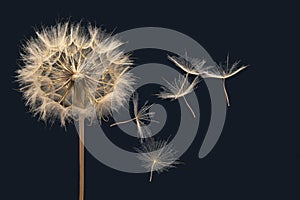 Dandelion seeds fly from a flower on a dark background. botany and bloom growth propagation