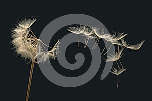 Dandelion seeds fly from a flower on a dark background. botany and bloom growth propagation