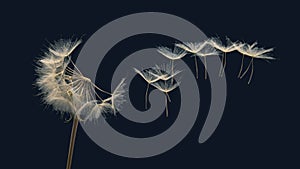 Dandelion seeds fly from a flower on a dark background. botany and bloom growth propagation