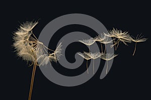 Dandelion seeds fly from a flower on a dark background. botany and bloom growth propagation