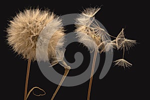 Dandelion seeds fly from a flower on a dark background. botany and bloom growth propagation