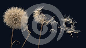 Dandelion seeds fly from a flower on a dark background. botany and bloom growth propagation