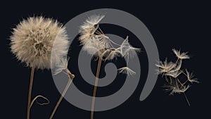 Dandelion seeds fly from a flower on a dark background. botany and bloom growth propagation