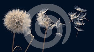 Dandelion seeds fly from a flower on a dark background. botany and bloom growth propagation