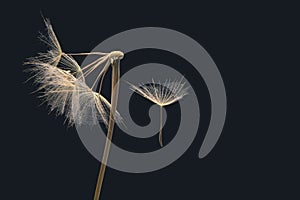 Dandelion seeds fly from a flower on a dark background. botany and bloom growth propagation