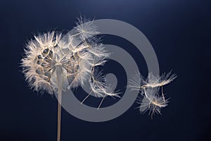 Dandelion seeds fly from a flower on a dark background. botany and bloom growth propagation