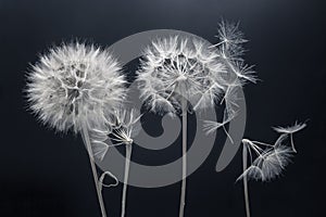 Dandelion seeds fly from a flower on a dark background. botany and bloom growth propagation