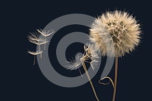 Dandelion seeds fly from a flower on a dark background. botany and bloom growth propagation