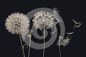 Dandelion seeds fly from a flower on a dark background. botany and bloom growth propagation