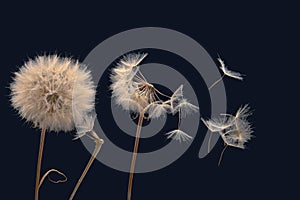 Dandelion seeds fly from a flower on a dark background. botany and bloom growth propagation