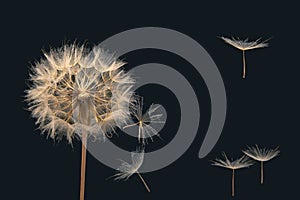 Dandelion seeds fly from a flower on a dark background. botany and bloom growth propagation