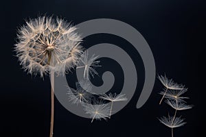 Dandelion seeds fly from a flower on a dark background. botany and bloom growth propagation