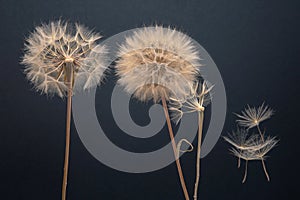 Dandelion seeds fly from a flower on a dark background. botany and bloom growth propagation