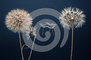 Dandelion seeds fly from a flower on a dark background. botany and bloom growth propagation