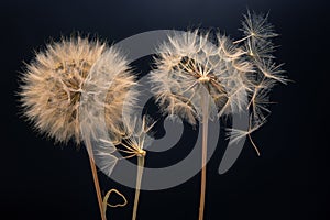 Dandelion seeds fly from a flower on a dark background. botany and bloom growth propagation