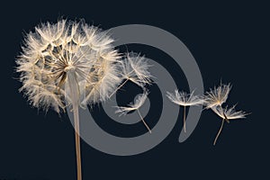 Dandelion seeds fly from a flower on a dark blue background. botany and bloom growth propagation