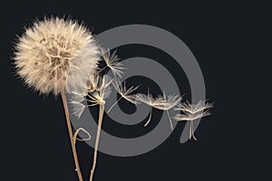 Dandelion seeds fly from a flower on a dark blue background. botany and bloom growth propagation