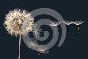 Dandelion seeds fly from a flower on a dark blue background. botany and bloom growth propagation