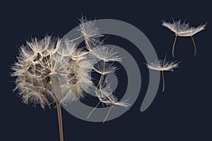 Dandelion seeds fly from a flower on a dark blue background. botany and bloom growth propagation