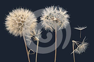 Dandelion seeds fly from a flower on a dark blue background. botany and bloom growth propagation