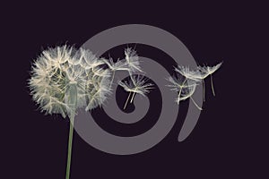 Dandelion seeds fly from a flower on a dark blue background. botany and bloom growth propagation