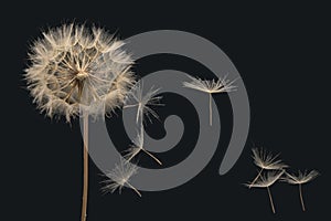 Dandelion seeds fly from a flower on a dark blue background. botany and bloom growth propagation